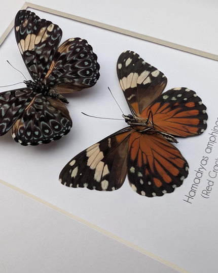 Framed Red Cracker Butterfly Pair, Taxidermy Entomology Gift (8x10)