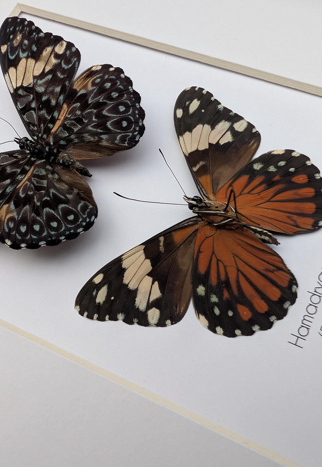 Framed Red Cracker Butterfly Pair, Taxidermy Entomology Gift (8x10)