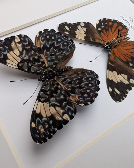 Framed Red Cracker Butterfly Pair, Taxidermy Entomology Gift (8x10)