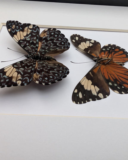 Framed Red Cracker Butterfly Pair, Taxidermy Entomology Gift (8x10)