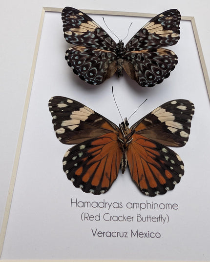 Framed Red Cracker Butterfly Pair, Taxidermy Entomology Gift (8x10)