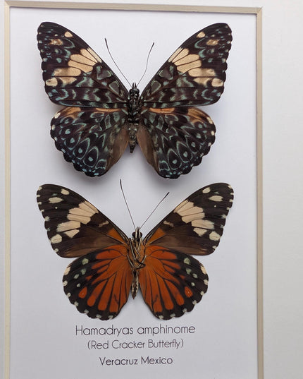 Framed Red Cracker Butterfly Pair, Taxidermy Entomology Gift (8x10)