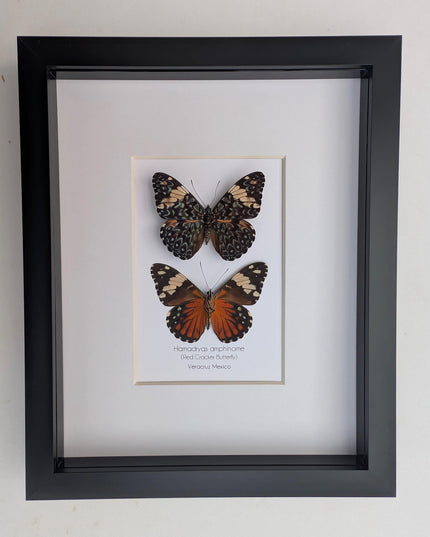 Framed Red Cracker Butterfly Pair, Taxidermy Entomology Gift (8x10)