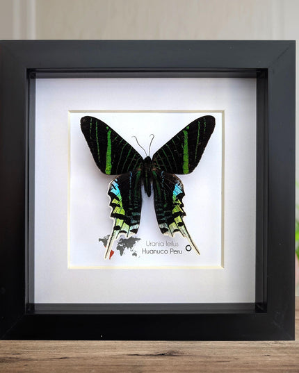 Framed Urania Leilus Moth, Green-Banded Taxidermy Specimen, Entomology Wall Art
