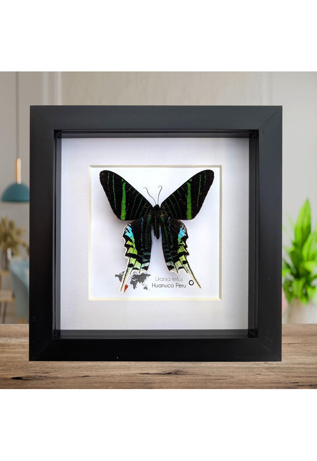 Framed Urania Leilus Moth, Green-Banded Taxidermy Specimen, Entomology Wall Art