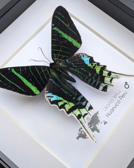 Framed Urania Leilus Moth, Green-Banded Taxidermy Specimen, Entomology Wall Art