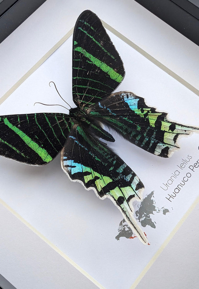 Framed Urania Leilus Moth, Green-Banded Taxidermy Specimen, Entomology Wall Art