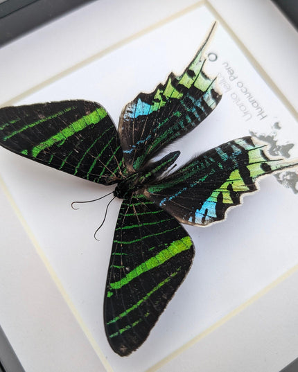 Framed Urania Leilus Moth, Green-Banded Taxidermy Specimen, Entomology Wall Art