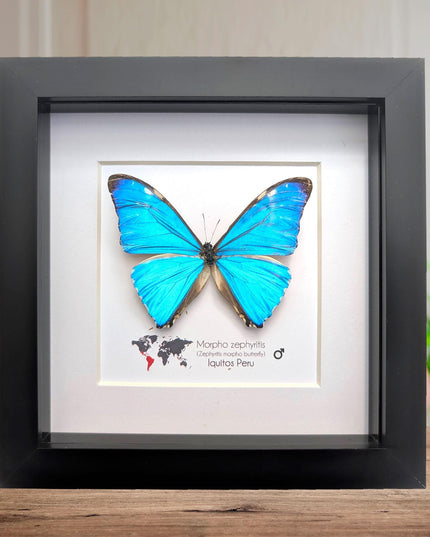 Framed blue morpho butterfly display: Morpho zephyritis natural peruvian art (6" x 6")