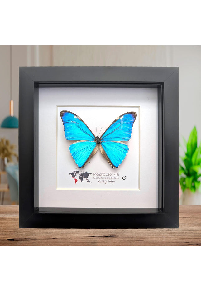 Framed blue morpho butterfly display: Morpho zephyritis natural peruvian art (6" x 6")