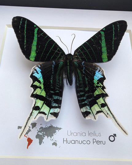 Framed Urania Leilus Moth, Green-Banded Taxidermy Specimen, Entomology Wall Art