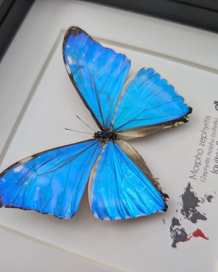 Framed blue morpho butterfly display: Morpho zephyritis natural peruvian art (6" x 6")