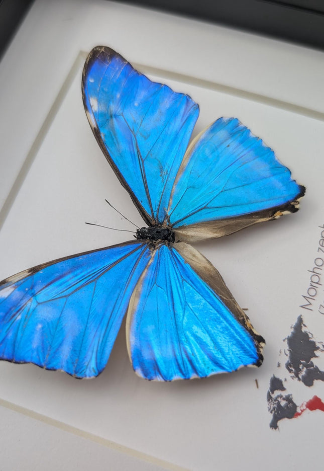 Framed blue morpho butterfly display: Morpho zephyritis natural peruvian art (6" x 6")