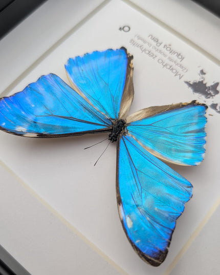 Framed blue morpho butterfly display: Morpho zephyritis natural peruvian art (6" x 6")