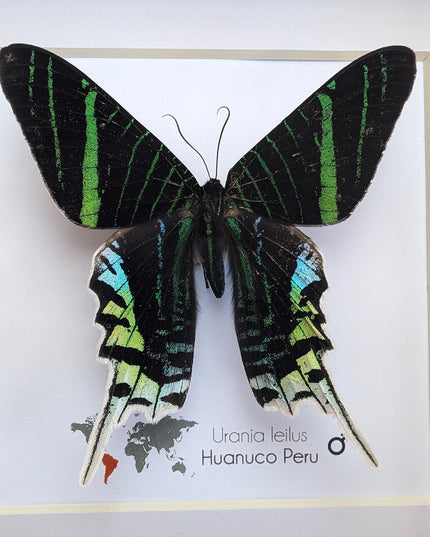 Framed Urania Leilus Moth, Green-Banded Taxidermy Specimen, Entomology Wall Art