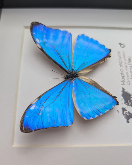 Framed blue morpho butterfly display: Morpho zephyritis natural peruvian art (6" x 6")