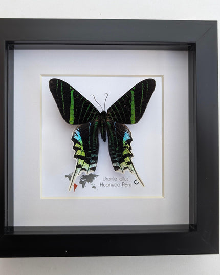 Framed Urania Leilus Moth, Green-Banded Taxidermy Specimen, Entomology Wall Art