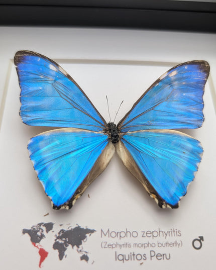 Framed blue morpho butterfly display: Morpho zephyritis natural peruvian art (6" x 6")