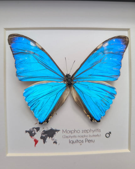 Framed blue morpho butterfly display: Morpho zephyritis natural peruvian art (6" x 6")