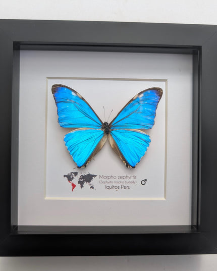 Framed blue morpho butterfly display: Morpho zephyritis natural peruvian art (6" x 6")