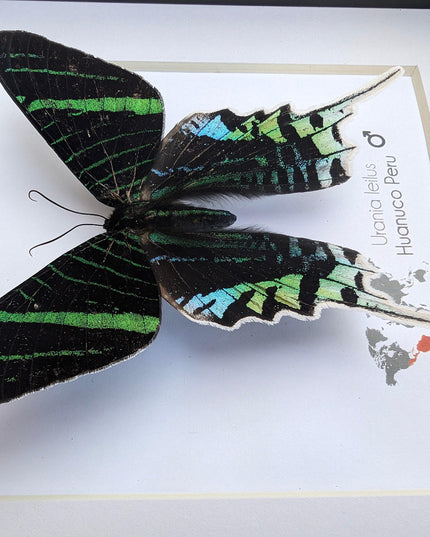 Framed Urania Leilus Moth, Green-Banded Taxidermy Specimen, Entomology Wall Art
