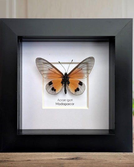 Framed acraea igati butterfly display (4" x 4")