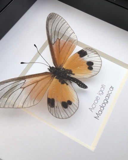 Framed acraea igati butterfly display (4" x 4")