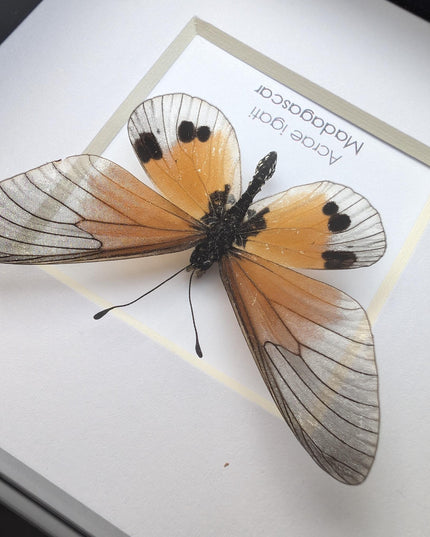 Framed acraea igati butterfly display (4" x 4")