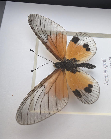 Framed acraea igati butterfly display (4" x 4")