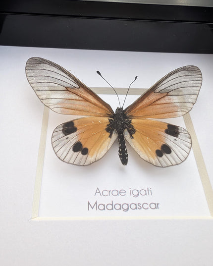 Framed acraea igati butterfly display (4" x 4")