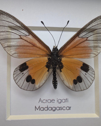 Framed acraea igati butterfly display (4" x 4")