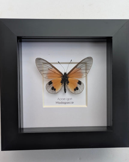 Framed acraea igati butterfly display (4" x 4")