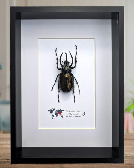 Framed atlas beetle taxidermy: large indonesian rhinoceros beetle - 10" x 8"