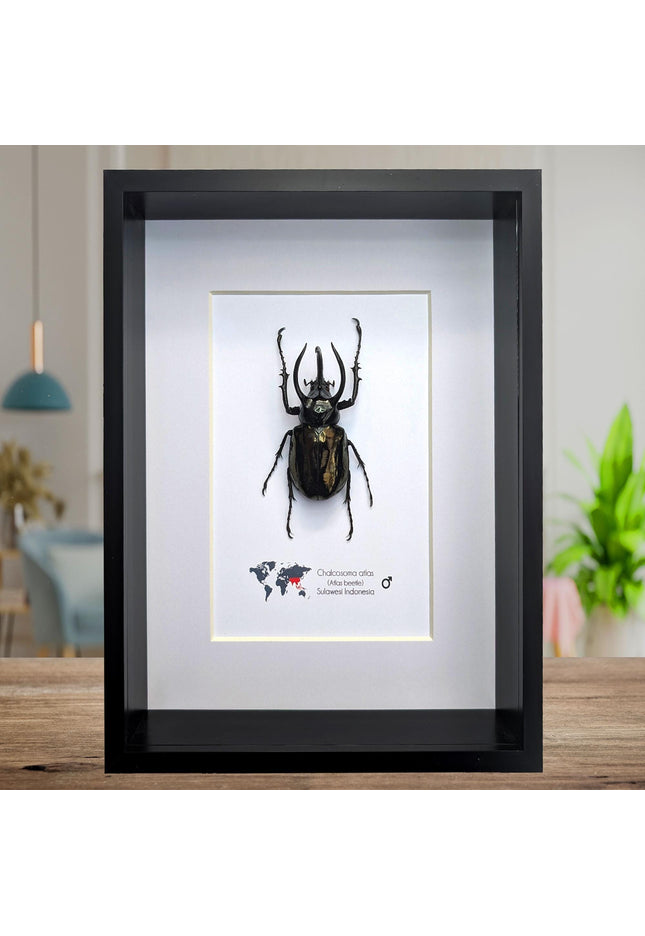Framed atlas beetle taxidermy: large indonesian rhinoceros beetle - 10" x 8"