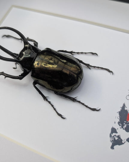 Framed atlas beetle taxidermy: large indonesian rhinoceros beetle - 10" x 8"