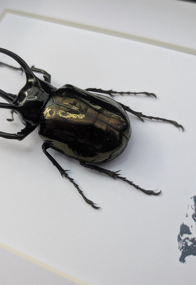 Framed atlas beetle taxidermy: large indonesian rhinoceros beetle - 10" x 8"