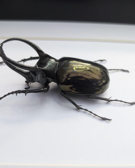 Framed atlas beetle taxidermy: large indonesian rhinoceros beetle - 10" x 8"