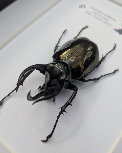 Framed atlas beetle taxidermy: large indonesian rhinoceros beetle - 10" x 8"
