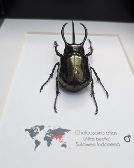 Framed atlas beetle taxidermy: large indonesian rhinoceros beetle - 10" x 8"