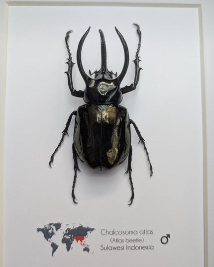 Framed atlas beetle taxidermy: large indonesian rhinoceros beetle - 10" x 8"