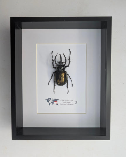 Framed atlas beetle taxidermy: large indonesian rhinoceros beetle - 10" x 8"