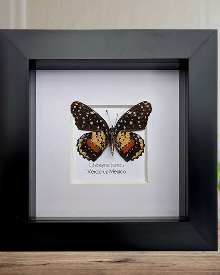 Crimson Patch Taxidermy Butterfly, Framed Entomology Gift, Ethically Sourced