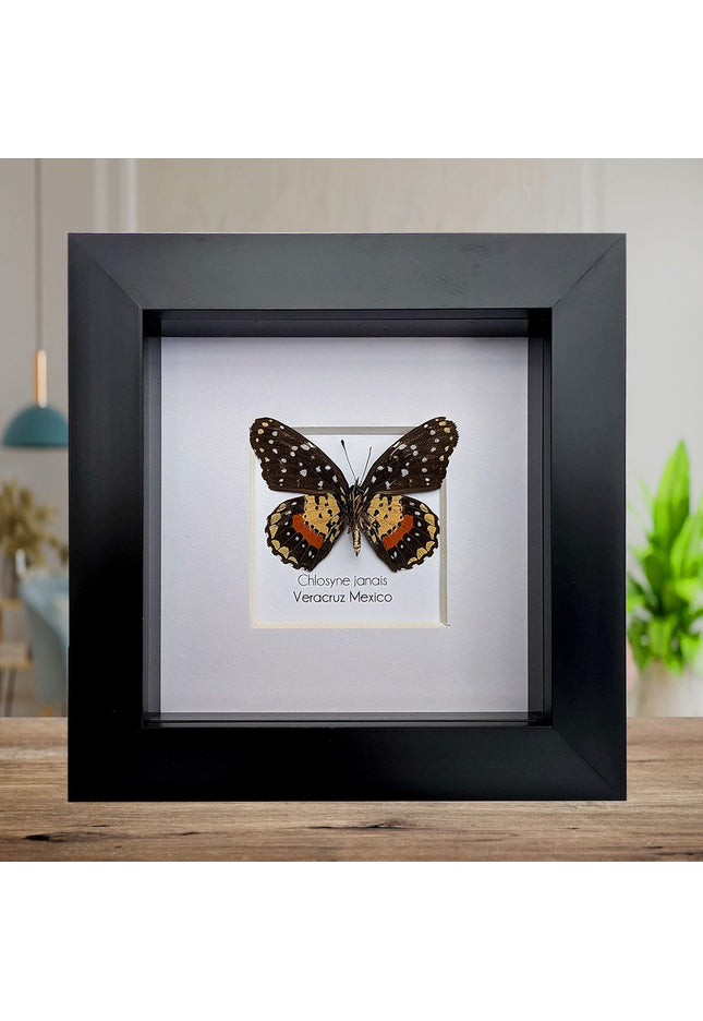 Crimson Patch Taxidermy Butterfly, Framed Entomology Gift, Ethically Sourced