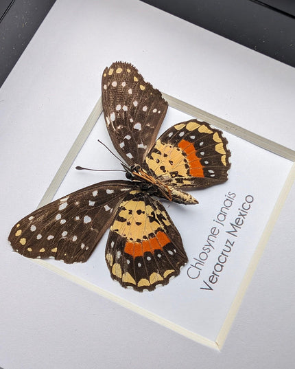 Crimson Patch Taxidermy Butterfly, Framed Entomology Gift, Ethically Sourced