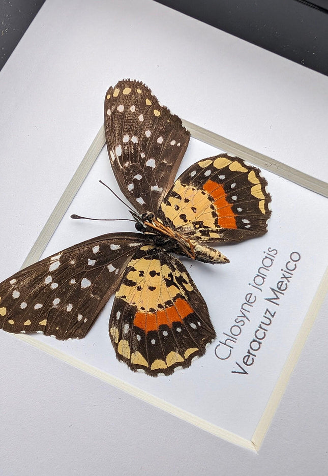 Crimson Patch Taxidermy Butterfly, Framed Entomology Gift, Ethically Sourced