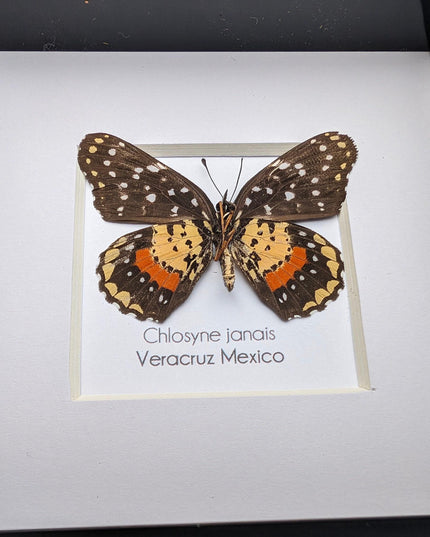 Crimson Patch Taxidermy Butterfly, Framed Entomology Gift, Ethically Sourced