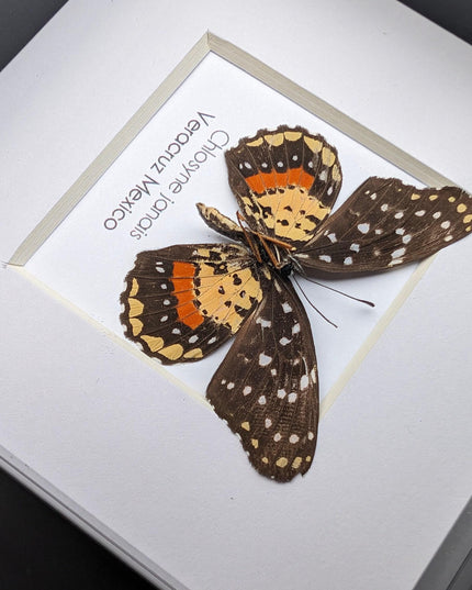 Crimson Patch Taxidermy Butterfly, Framed Entomology Gift, Ethically Sourced