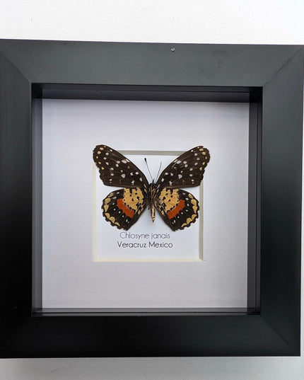 Crimson Patch Taxidermy Butterfly, Framed Entomology Gift, Ethically Sourced