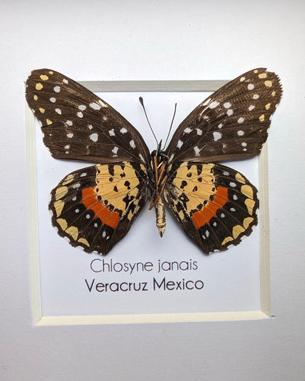 Crimson Patch Taxidermy Butterfly, Framed Entomology Gift, Ethically Sourced