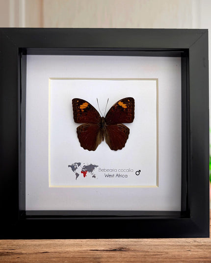 Framed Bebearia Cocalia Butterfly, Cameroon Taxidermy Gift (6x6)